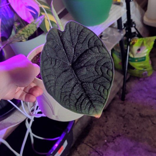 Photo of the plant species Alocasia Melo by @VocalSaguaro64 named Stella on Greg, the plant care app