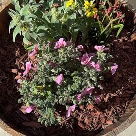 Photo of the plant species Cape Mallow by @HipFallugia27 named LiloStitch on Greg, the plant care app
