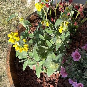 Photo of the plant species Jerusalem Sage by @HipFallugia27 named Lavender on Greg, the plant care app