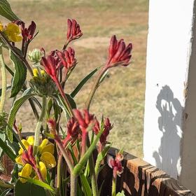 Photo of the plant species Anigozanthos 'Bush Ranger' by @HipFallugia27 named Dax on Greg, the plant care app