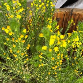 Photo of the plant species American Sneezeweed by @HipFallugia27 named Leonardo on Greg, the plant care app