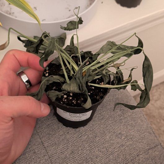 Photo of the plant species spatheflower by @DevotedMakole54 named Maya on Greg, the plant care app