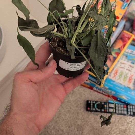 Photo of the plant species spatheflower by @DevotedMakole54 named Kobe on Greg, the plant care app