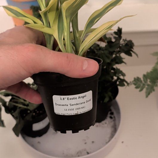Photo of the plant species Lucky Golden Bamboo by @DevotedMakole54 named Sahara on Greg, the plant care app