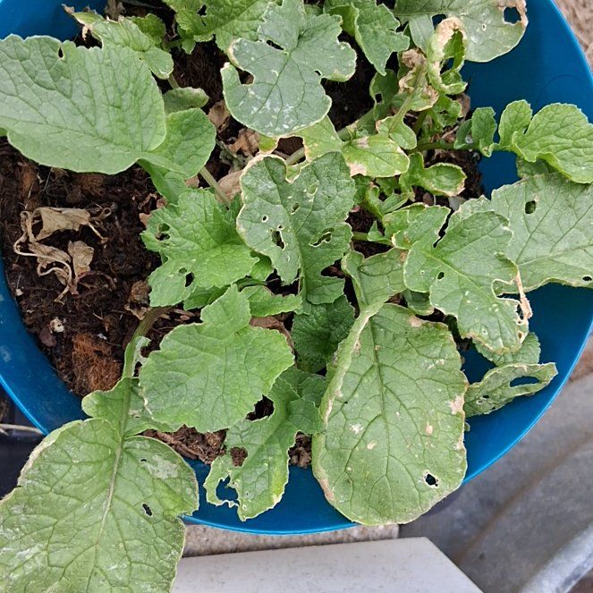 Photo of the plant species Wild Radish by @CaptainBanana84 named Tree Diddy on Greg, the plant care app