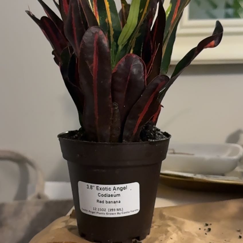 Photo of the plant species Red Banana Croton by @BusyVetiver59 named Kendall on Greg, the plant care app