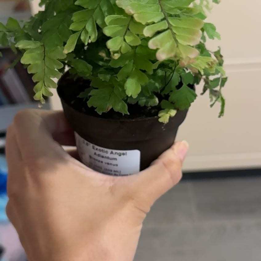 Photo of the plant species Adiantum 'Bronze Venus' by @BusyVetiver59 named Scarlett on Greg, the plant care app