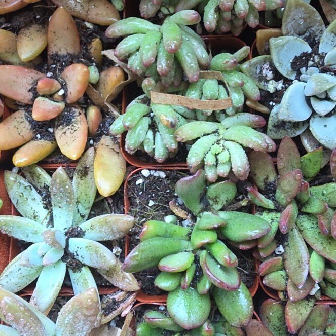 Photo of the plant species Crassula Orbicularis by @CosmicMastic94 named Sage on Greg, the plant care app
