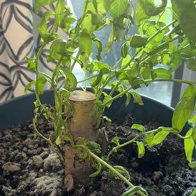 Photo of the plant species Dwarf Willow by @AngelClusia13 named Dolores on Greg, the plant care app