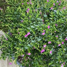 Photo of the plant species Hawaiian Heather by @PrincelyAlmond6 named Harmony on Greg, the plant care app