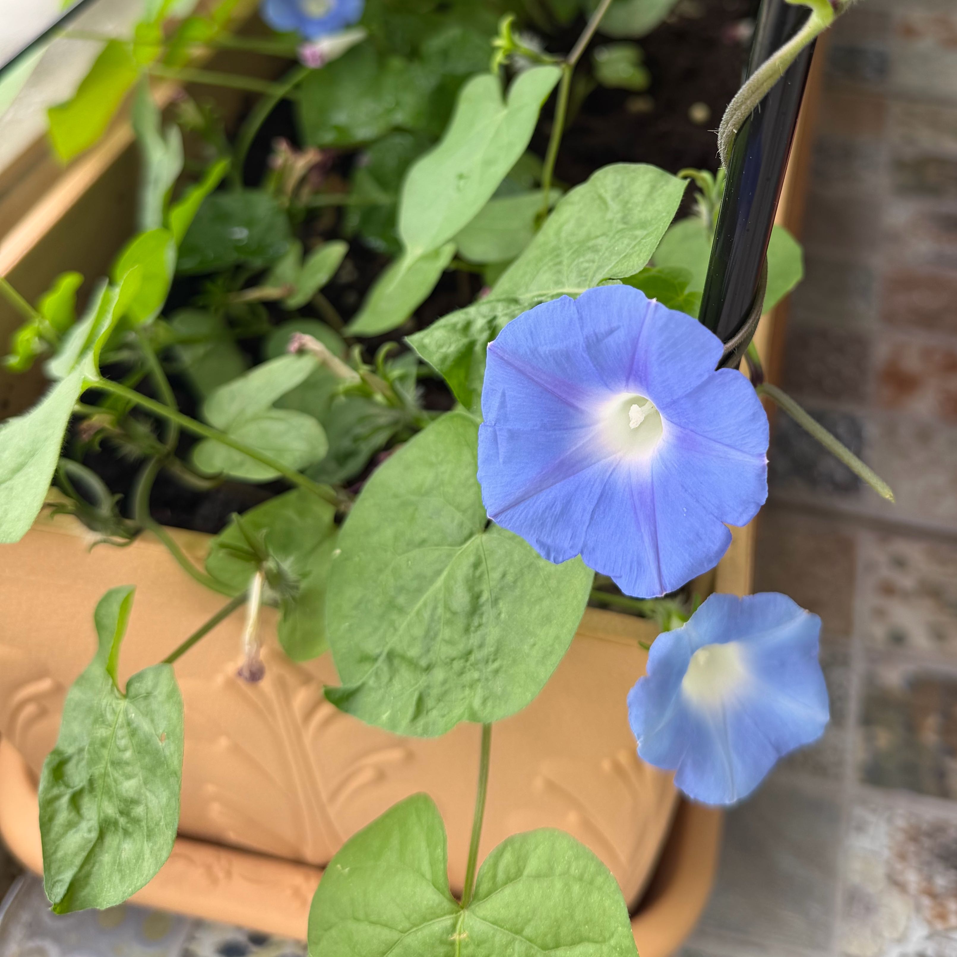 Photo of the plant species Japanese Morning Glory by @rowlamgarden26 named Glory on Greg, the plant care app