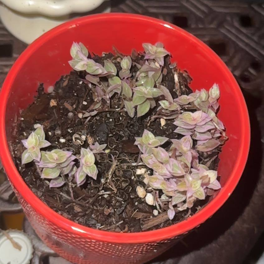 Photo of the plant species Pink Panther Tradescantia by @GoodAsarina6 named Anne on Greg, the plant care app