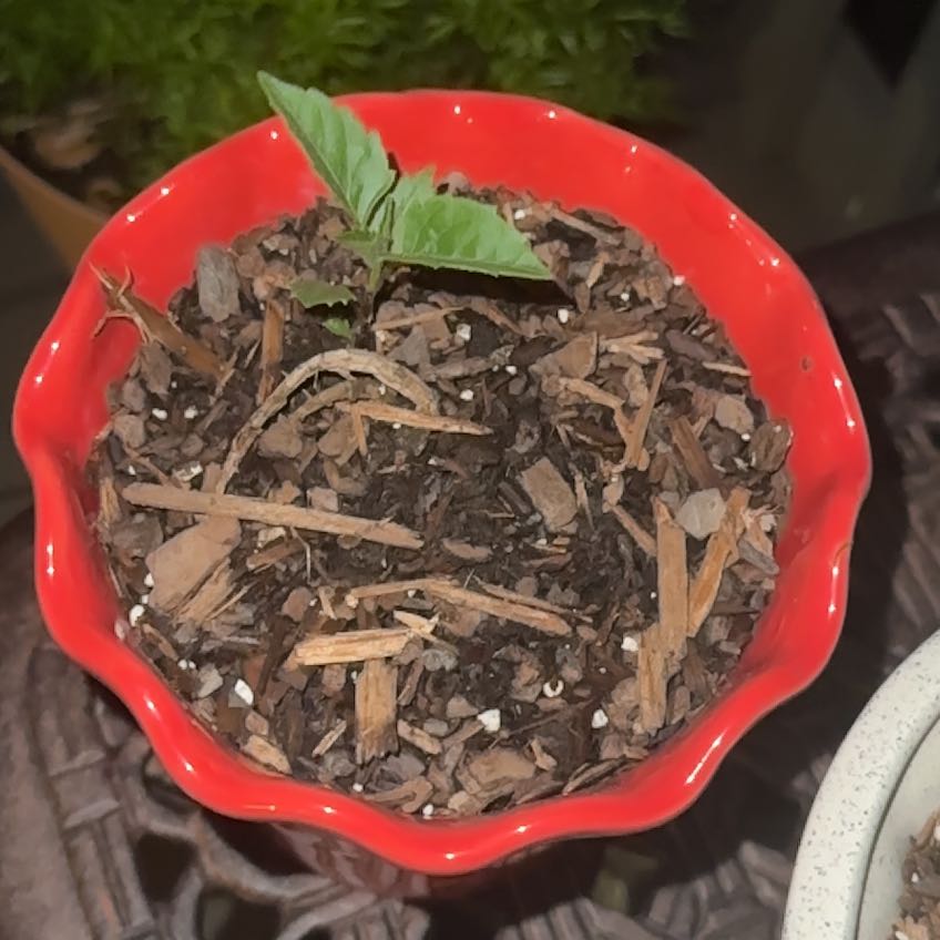 Photo of the plant species Red Dahlia by @GoodAsarina6 named Pax on Greg, the plant care app