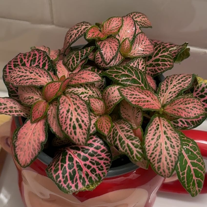 Photo of the plant species Ruby Lime by @TrueblueBonsi named Ruby Lime on Greg, the plant care app