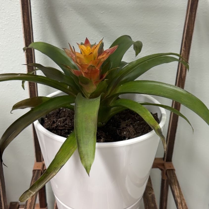 Photo of the plant species Bromeliad by @DearBorage58 named Curie on Greg, the plant care app