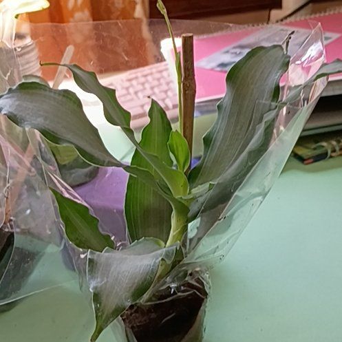 Photo of the plant species Murdannia by @ComposedFlax57 named Queen on Greg, the plant care app