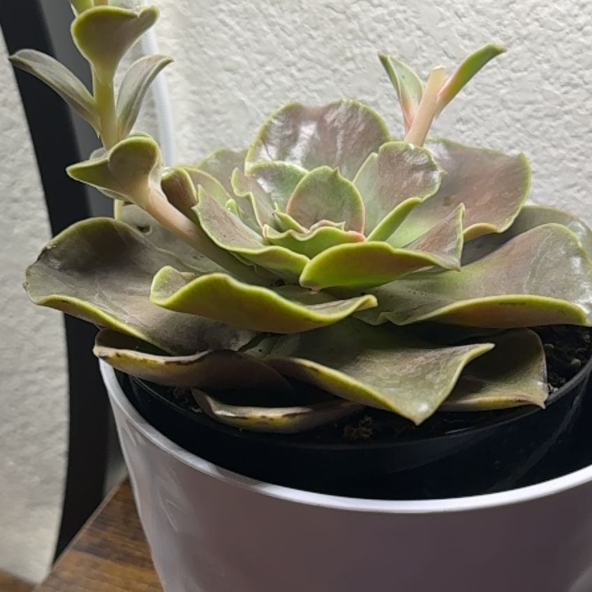 Photo of the plant species Echeveria 'Fireglow' by @PetBromeliad37 named Sir Plancelot on Greg, the plant care app