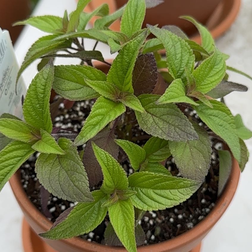 Photo of the plant species Pineapple Sage by @PetBromeliad37 named Willow on Greg, the plant care app