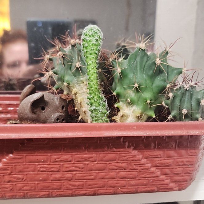 Photo of the plant species Ladyfinger Cactus 'Album' by @HipGollum39 named Diana on Greg, the plant care app