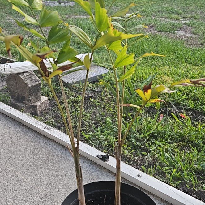 Photo of the plant species Wodyetia by @NaturalCanna85 named Hemingway on Greg, the plant care app