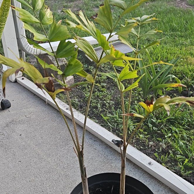 Photo of the plant species Wodyetia by @NaturalCanna85 named Duke on Greg, the plant care app