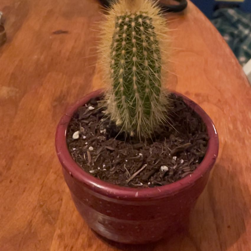 Photo of the plant species Austrocephalocereus estevesii by @WhizCamelina15 named Whiskers on Greg, the plant care app
