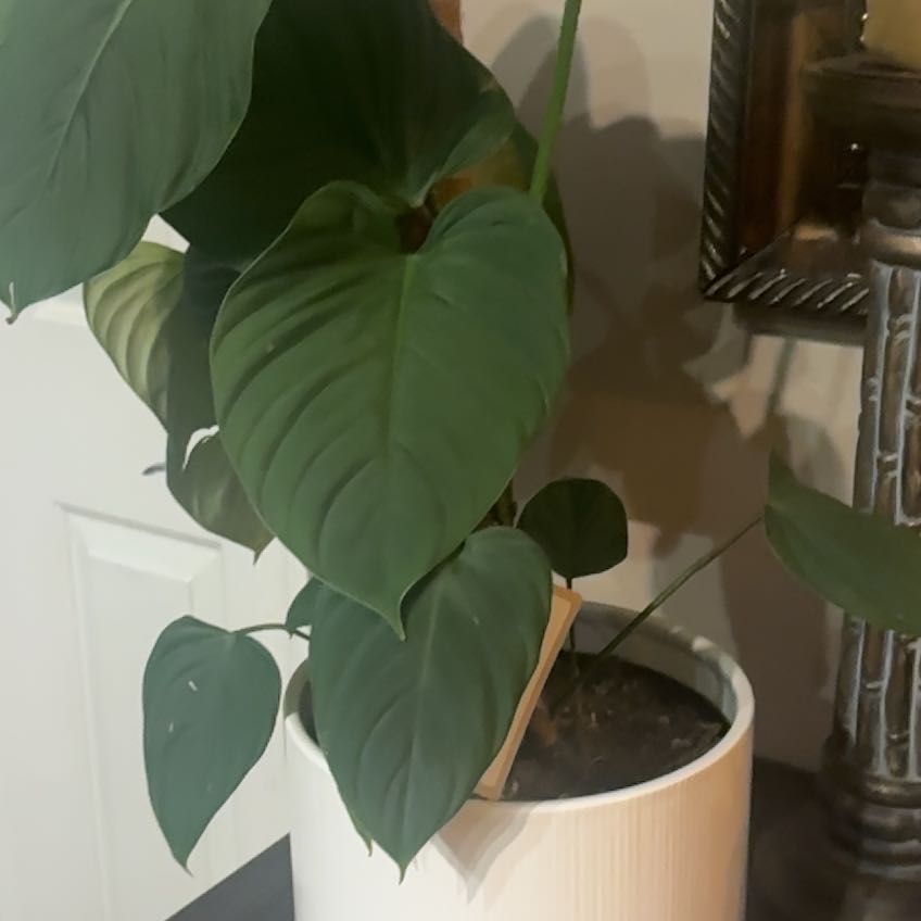 Photo of the plant species Philodendron Fuzzy Petiole by @Lola.E named Luna on Greg, the plant care app