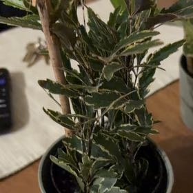 Photo of the plant species Fuchsia 'Gold Crest' by @FoxyJuneplum82 named Tree Diddy on Greg, the plant care app