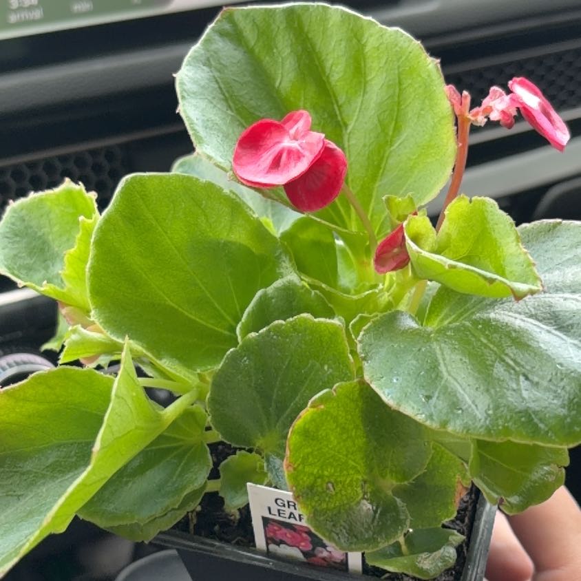 Photo of the plant species Wax Begonia by @FoxyJuneplum82 named Mochi on Greg, the plant care app