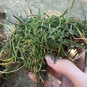 Photo of the plant species Goose Tongue by @EquableChisme11 named Huckleberry Fern on Greg, the plant care app