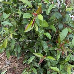 Photo of the plant species Scarlet Bush by @YesRyebrome20 named Prince on Greg, the plant care app