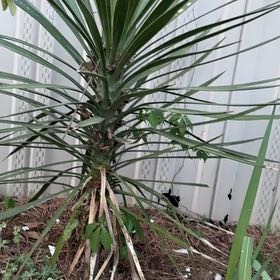 Photo of the plant species Aloe Yucca by @YesRyebrome20 named Huckleberry Fern on Greg, the plant care app