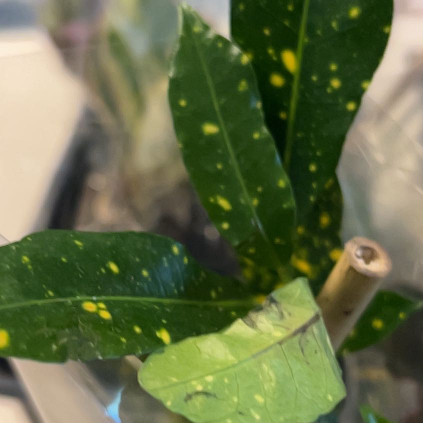 Photo of the plant species Garden Phlox by @EminentBeech13 named Sanders on Greg, the plant care app