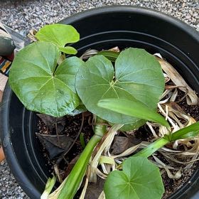 Photo of the plant species Leopard Plant by @EminentBeech13 named Taylor Swift on Greg, the plant care app