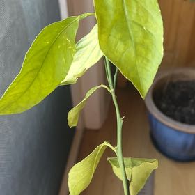 Photo of the plant species Improved Meyer Lemon by @WinLithop36 named Madonna on Greg, the plant care app
