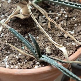 Photo of the plant species Arizona Queen-of-the-Night by @FitChisme98 named Denali on Greg, the plant care app