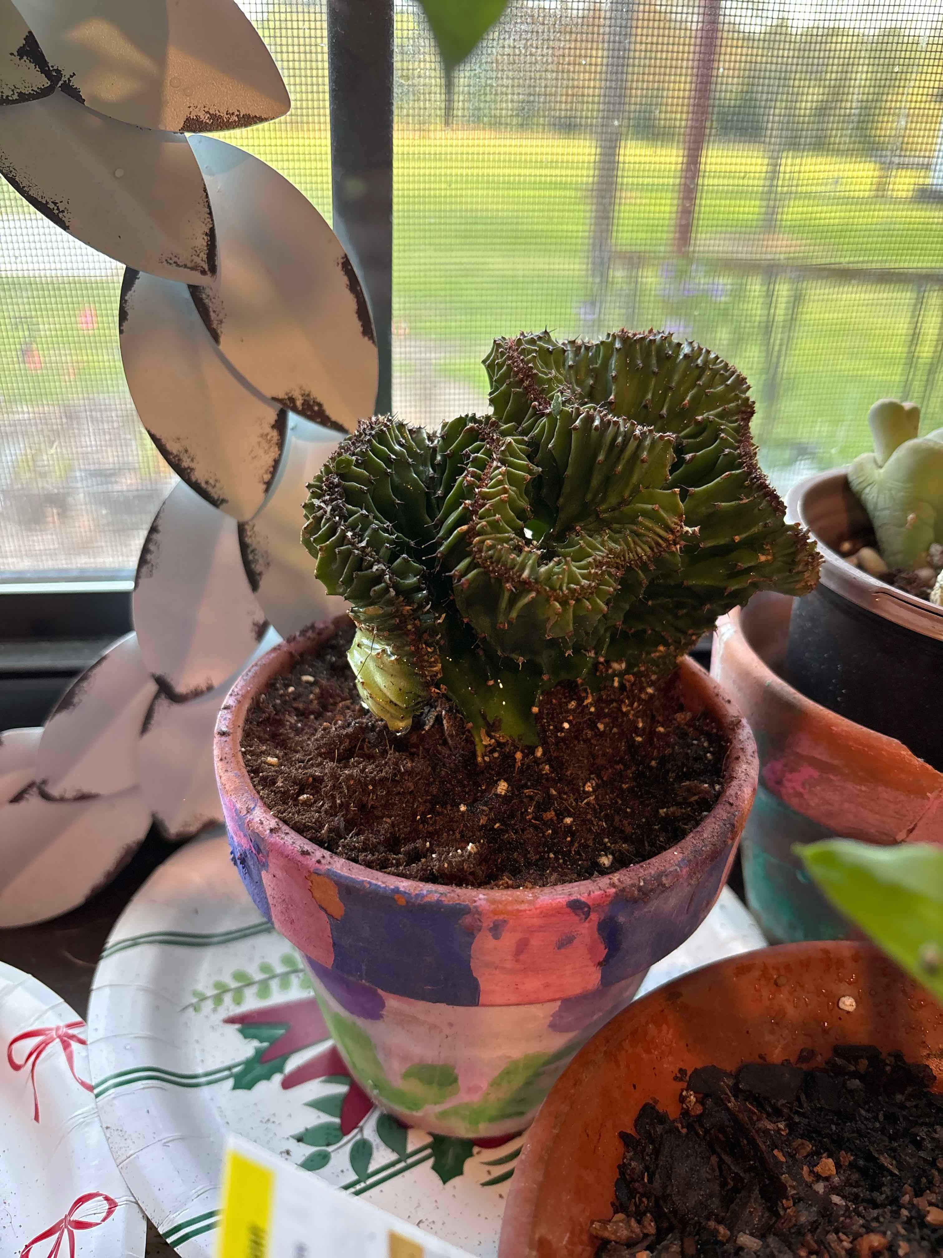 Photo of the plant species Crested African Candelabra by @MimiGreenthumb named Zeus on Greg, the plant care app