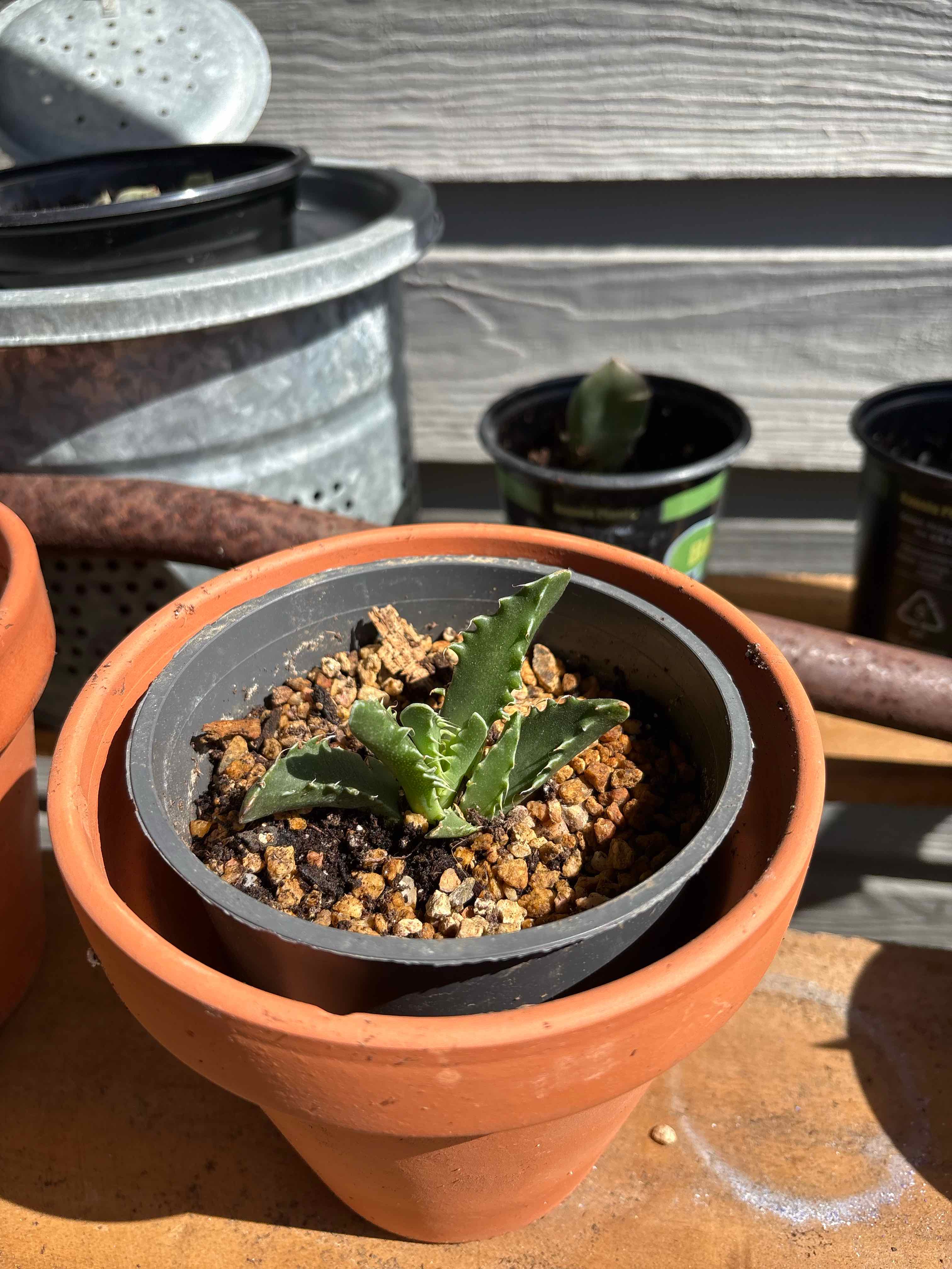 Photo of the plant species Tiger Jaws by @MimiGreenthumb named Gomez on Greg, the plant care app
