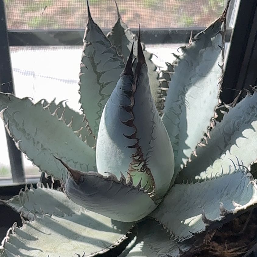 Agave titanota 'Lion's Mane': How Much Water & Light Does it Need