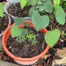 Photo of the plant species Mexican Redbud by @HilariousFord77 named Messi on Greg, the plant care app