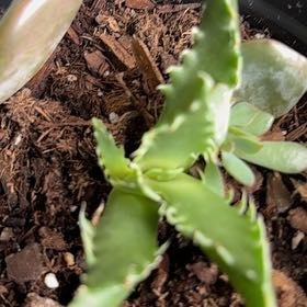 Photo of the plant species Tiger Jaws by @MimiGreenthumb named Gomez on Greg, the plant care app