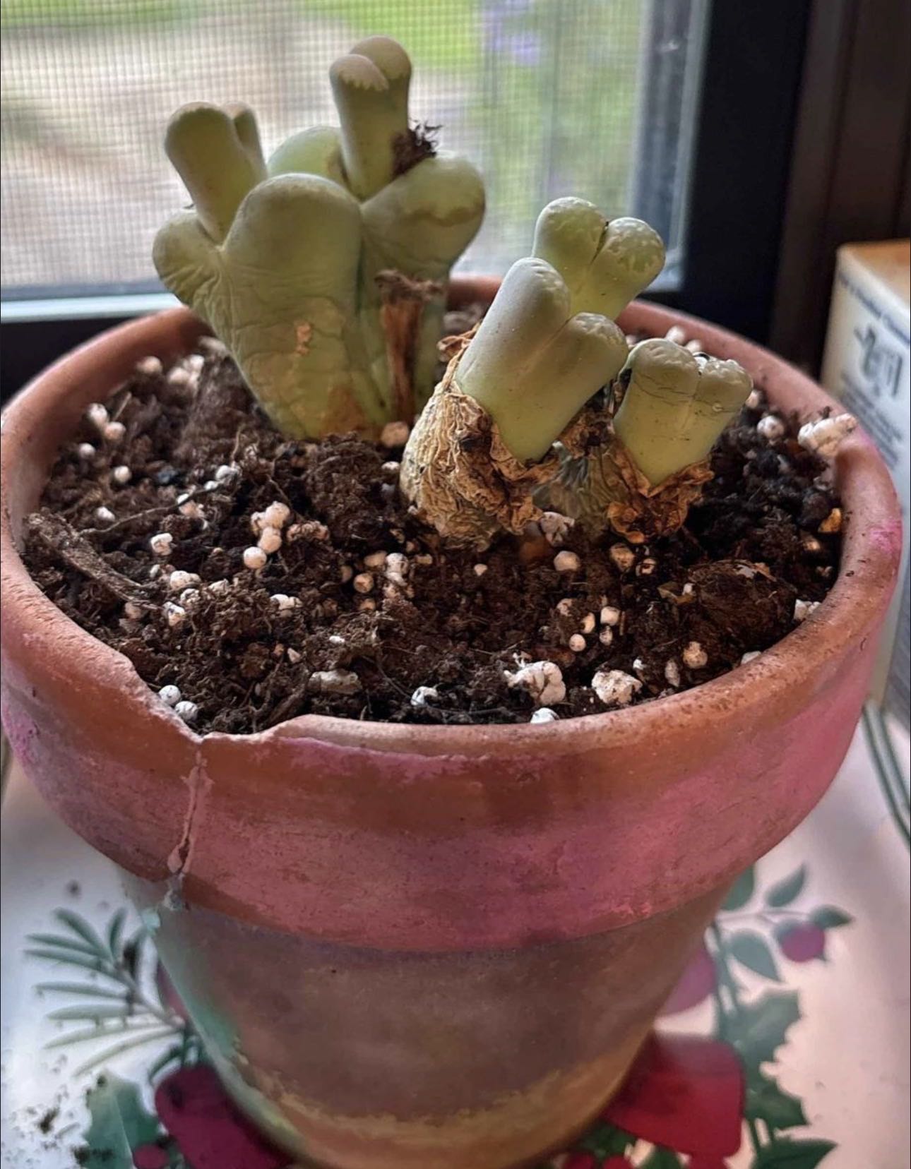 Photo from the post