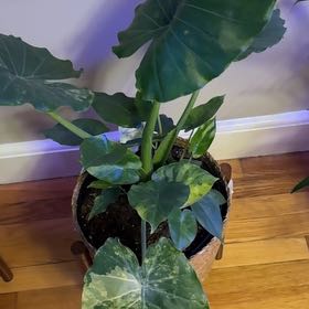 Photo of the plant species Alocasia Gageana Aurea Variegata by @RazorsharpCat1 named Hamilton on Greg, the plant care app