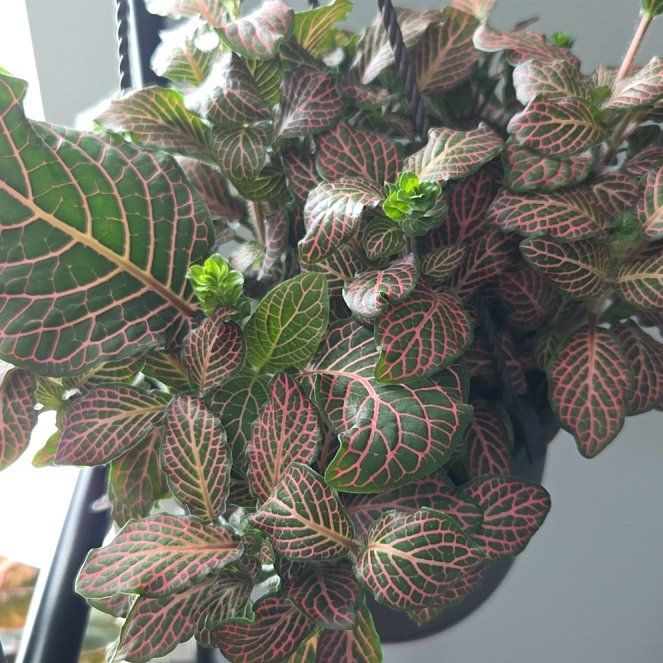 Photo of the plant species Pink Angel Nerve Plant by @rebekahpaige92 named Keanu Leaves on Greg, the plant care app