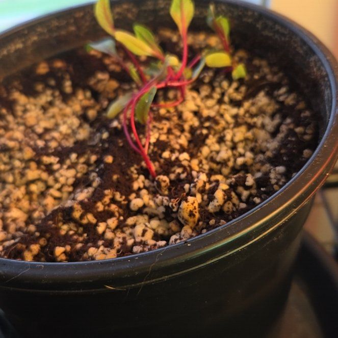 Photo of the plant species Red Beets by @rebekahpaige92 named Einstein on Greg, the plant care app