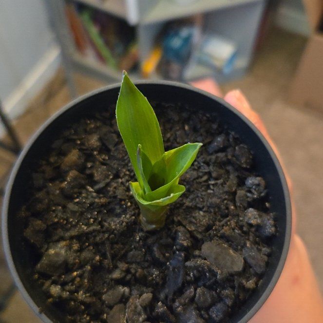 Photo of the plant species Red Bromelaid by @rebekahpaige92 named McKinley on Greg, the plant care app