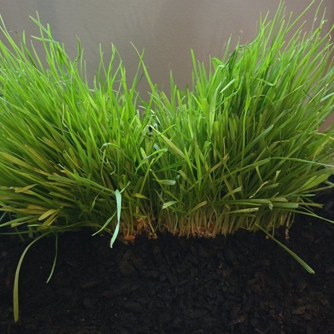 Photo of the plant species Crested Wheatgrass by @rebekahpaige92 named Rosa on Greg, the plant care app