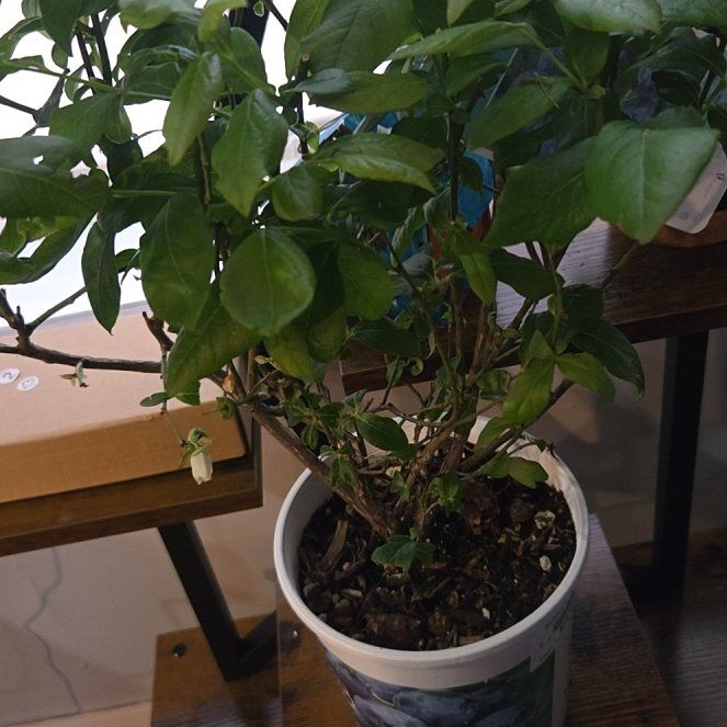 Photo of the plant species Chandler Blueberry Bush by @rebekahpaige92 named Barry on Greg, the plant care app