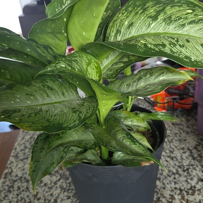 Photo of the plant species Dumbcane Tropic Snow by @rebekahpaige92 named Beckham on Greg, the plant care app