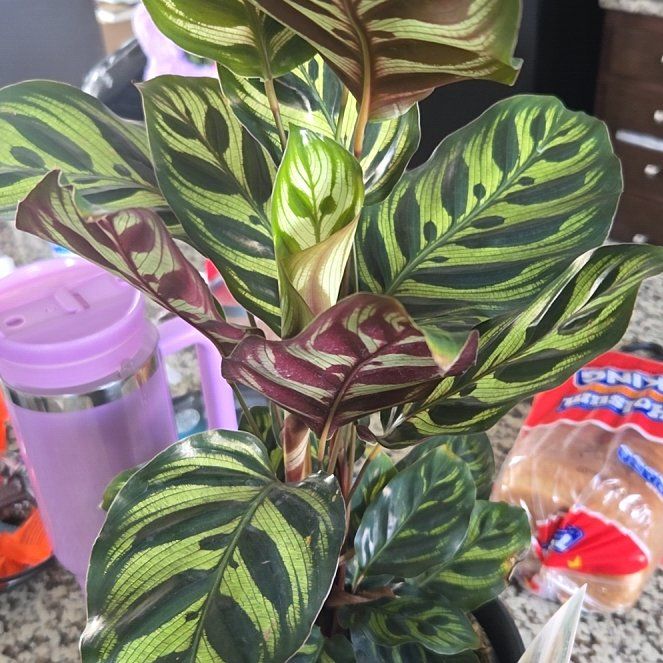 Photo of the plant species Peacock Plant by @rebekahpaige92 named Fernie Mercury on Greg, the plant care app